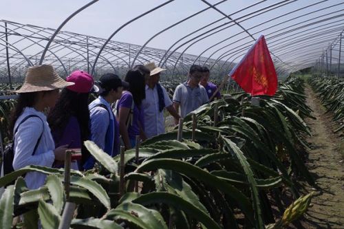 图四 火龙果种植基地负责人介绍生产模式